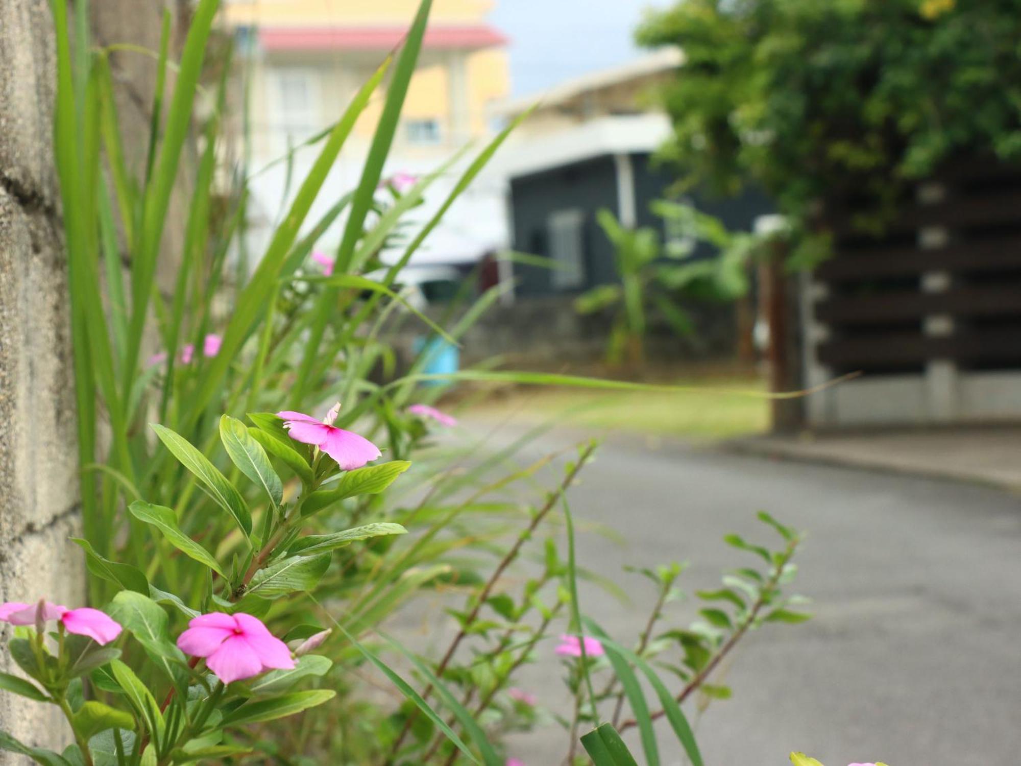 Guesthouse Asibina Ishigaki  Esterno foto